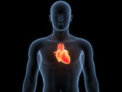 magicmine - heart anatomy crop