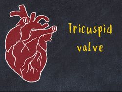 iushakovsky - tricuspid valve crop