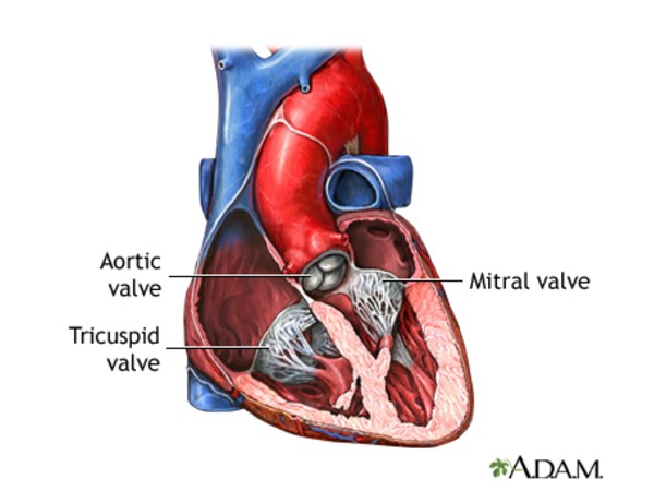 New Study Sheds Light On The Natural History Of Patients With Aortic 